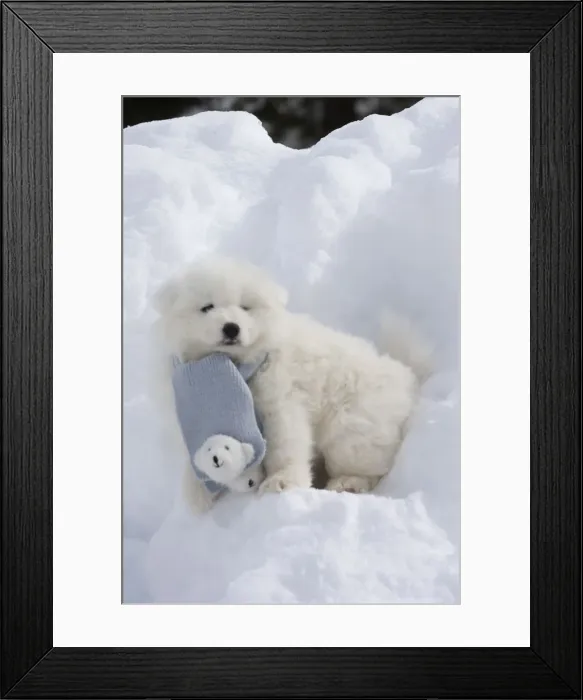 Framed Print : Picture No. 12010642 Framed Print : Picture No. 12010642