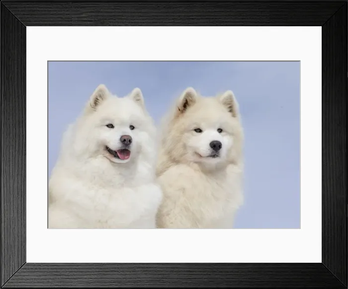 Framed Print : Picture No. 12010649 Framed Print : Picture No. 12010649