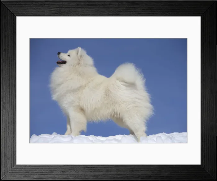 Framed Print : Picture No. 12010650 Framed Print : Picture No. 12010650