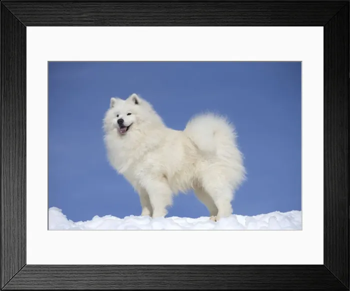 Framed Print : Picture No. 12010651 Framed Print : Picture No. 12010651