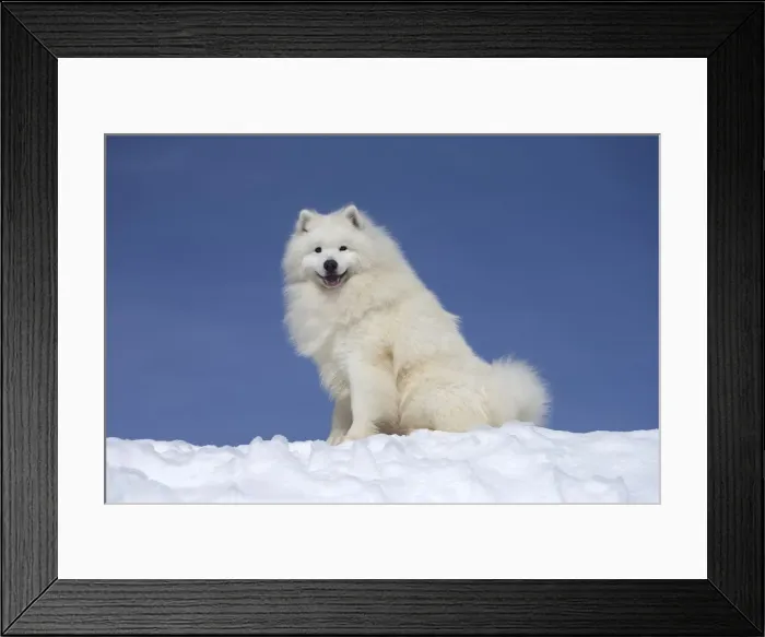 Framed Print : Picture No. 12010652 Framed Print : Picture No. 12010652