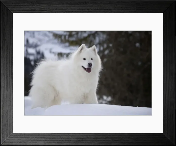 Framed Print : Picture No. 12010654 Framed Print : Picture No. 12010654