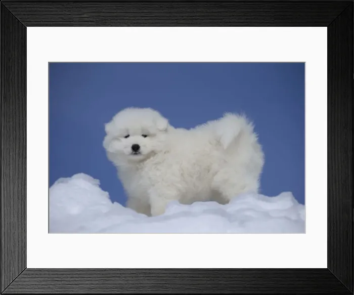 Framed Print : Picture No. 12010655 Framed Print : Picture No. 12010655