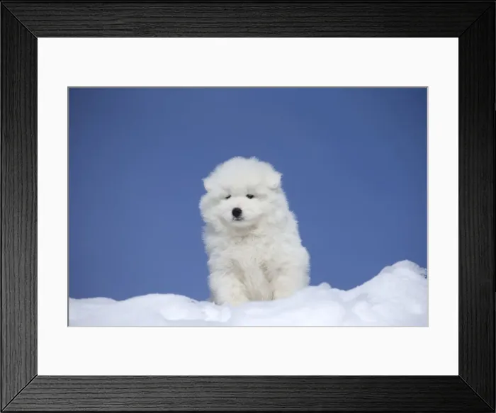 Framed Print : Picture No. 12010656 Framed Print : Picture No. 12010656