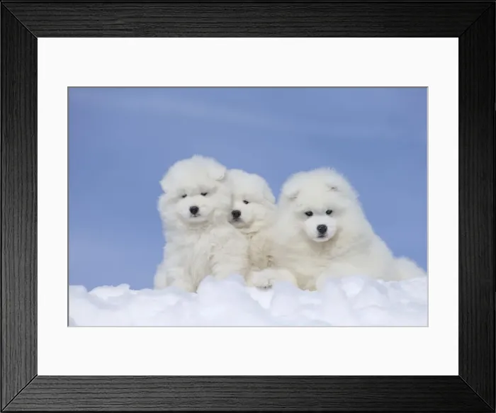 Framed Print : Picture No. 12010657 Framed Print : Picture No. 12010657