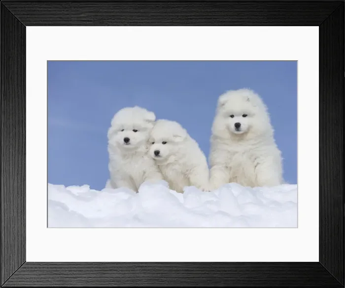 Framed Print : Picture No. 12010658 Framed Print : Picture No. 12010658