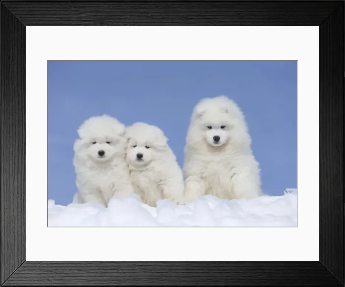 Framed Print : Picture No. 12010659