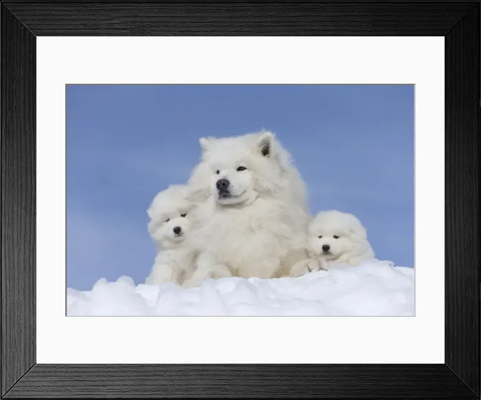 Framed Print : Picture No. 12010660 Framed Print : Picture No. 12010660