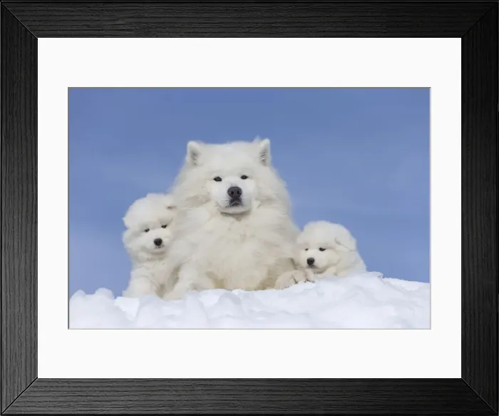 Framed Print : Picture No. 12010661 Framed Print : Picture No. 12010661