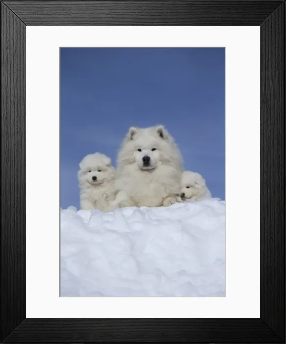 Framed Print : Picture No. 12010662 Framed Print : Picture No. 12010662