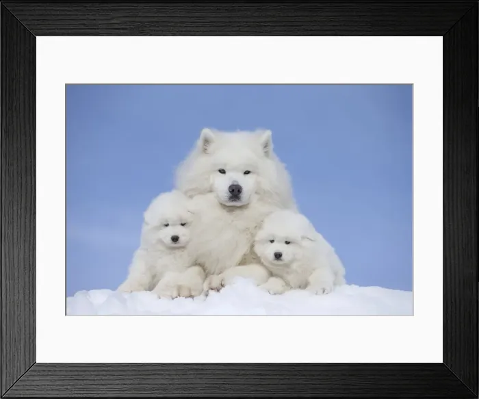 Framed Print : Picture No. 12010663 Framed Print : Picture No. 12010663