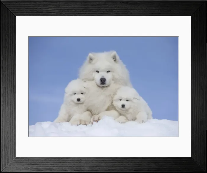 Framed Print : Picture No. 12010664 Framed Print : Picture No. 12010664