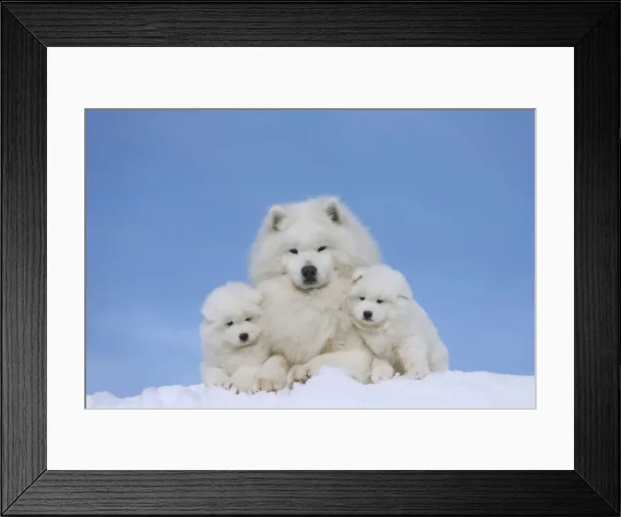 Framed Print : Picture No. 12010665 Framed Print : Picture No. 12010665