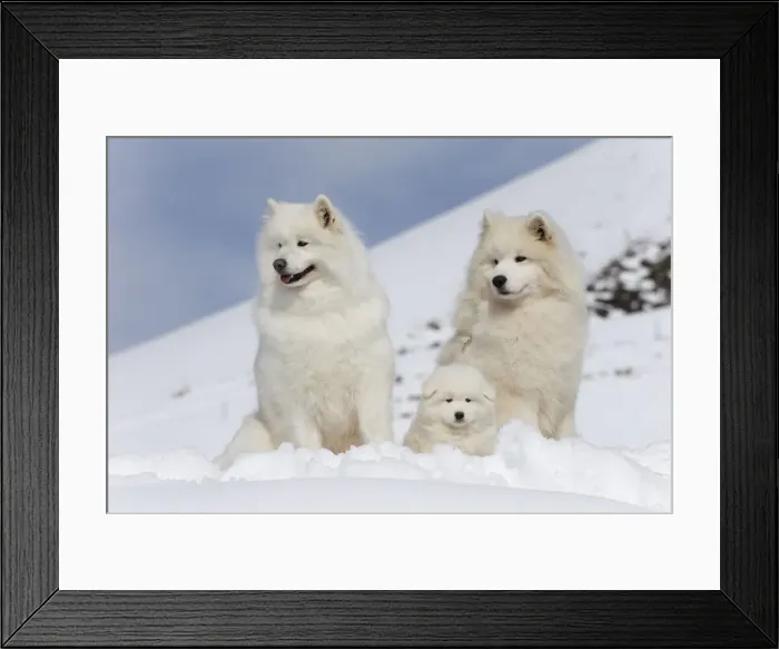 Framed Print : Picture No. 12010666 Framed Print : Picture No. 12010666