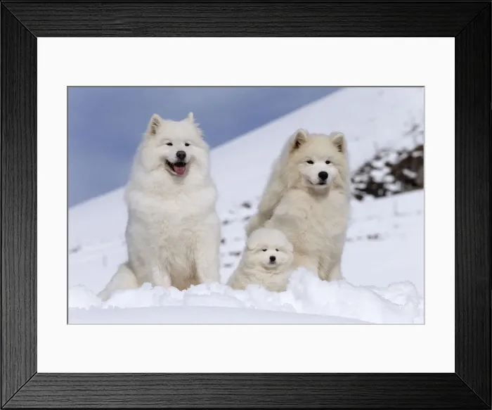 Framed Print : Picture No. 12010667 Framed Print : Picture No. 12010667