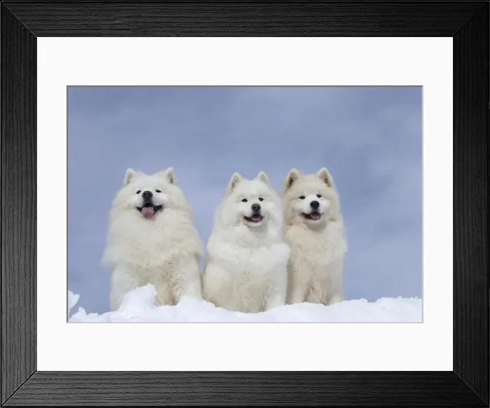 Framed Print : Picture No. 12010668 Framed Print : Picture No. 12010668