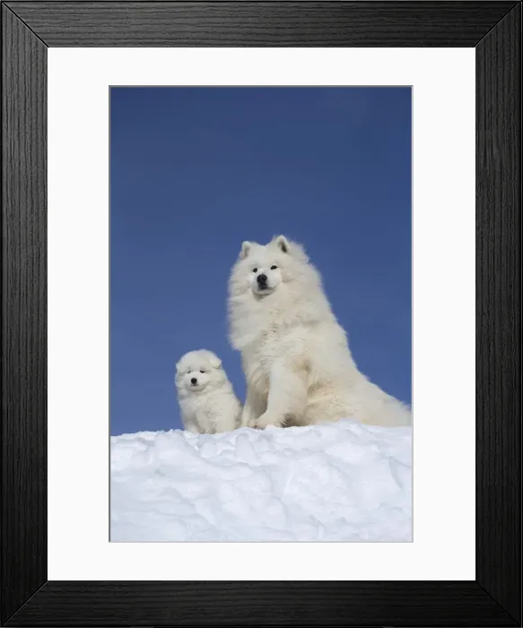 Framed Print : Picture No. 12010670 Framed Print : Picture No. 12010670
