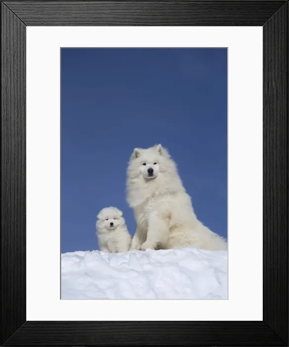 Framed Print : Picture No. 12010671 Framed Print : Picture No. 12010671