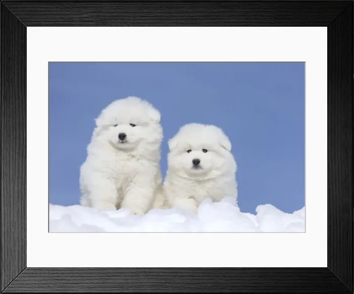 Framed Print : Picture No. 12010673 Framed Print : Picture No. 12010673