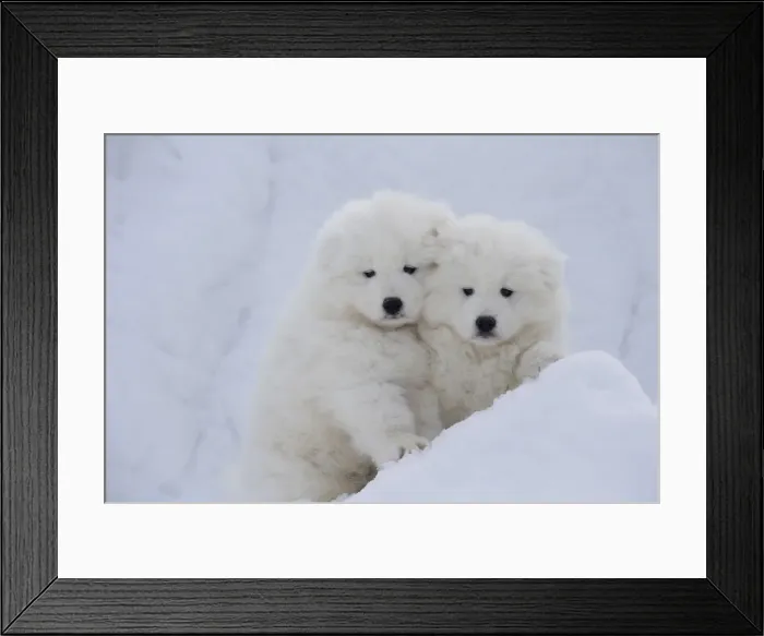 Framed Print : Picture No. 12010674 Framed Print : Picture No. 12010674