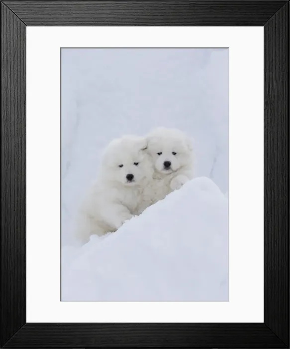 Framed Print : Picture No. 12010675 Framed Print : Picture No. 12010675