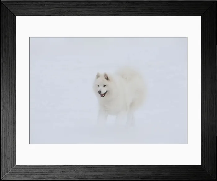 Framed Print : Picture No. 12010677 Framed Print : Picture No. 12010677