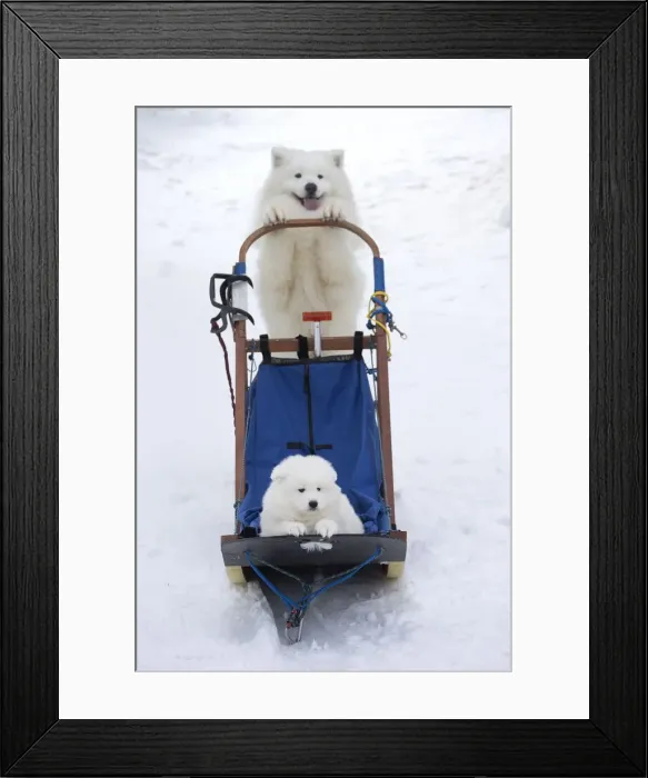 Framed Print : Picture No. 12010684 Framed Print : Picture No. 12010684