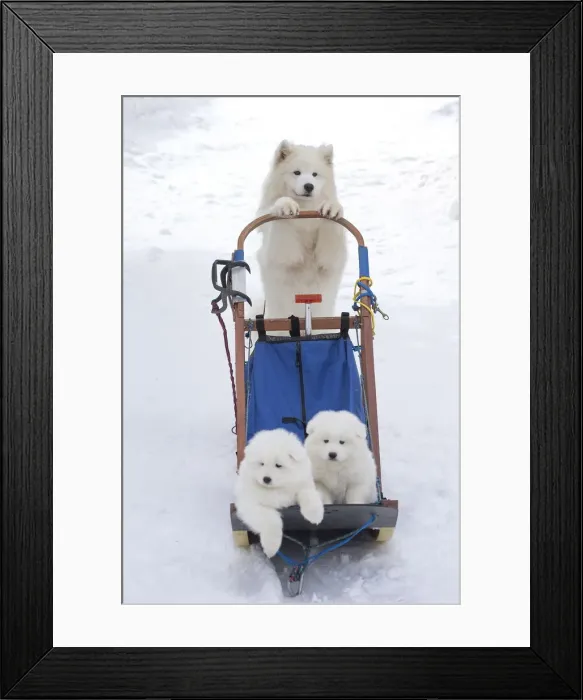 Framed Print : Picture No. 12010685