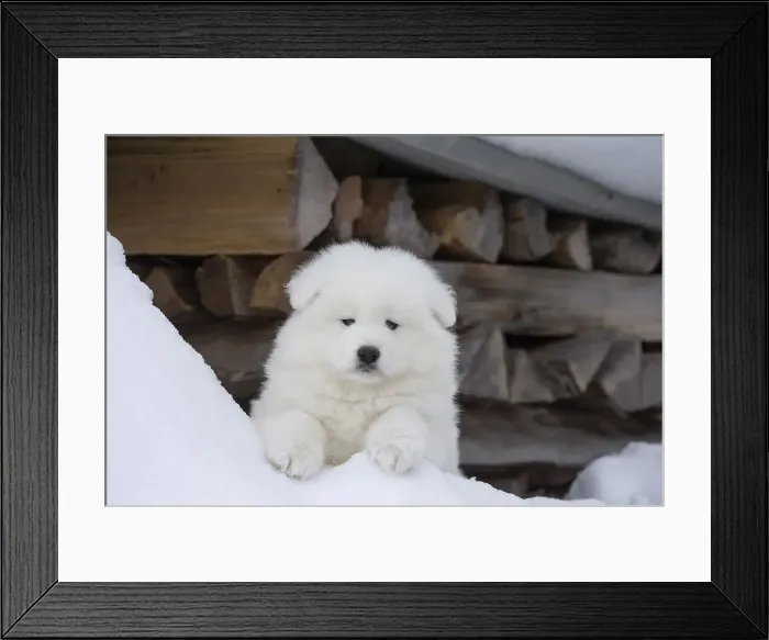 Framed Print : Picture No. 12010686 Framed Print : Picture No. 12010686