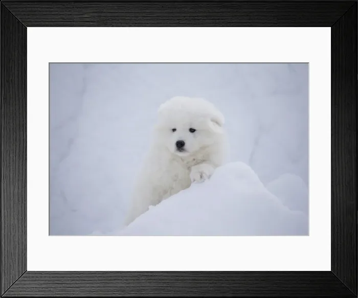 Framed Print : Picture No. 12010687 Framed Print : Picture No. 12010687
