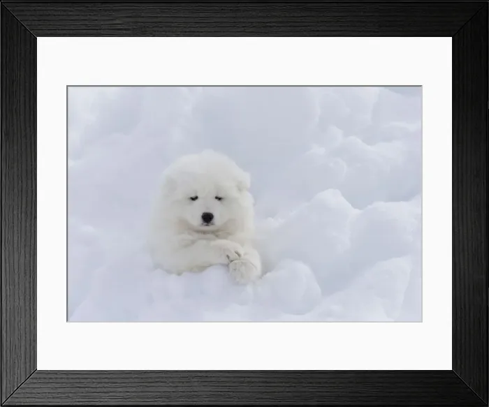 Framed Print : Picture No. 12010688 Framed Print : Picture No. 12010688