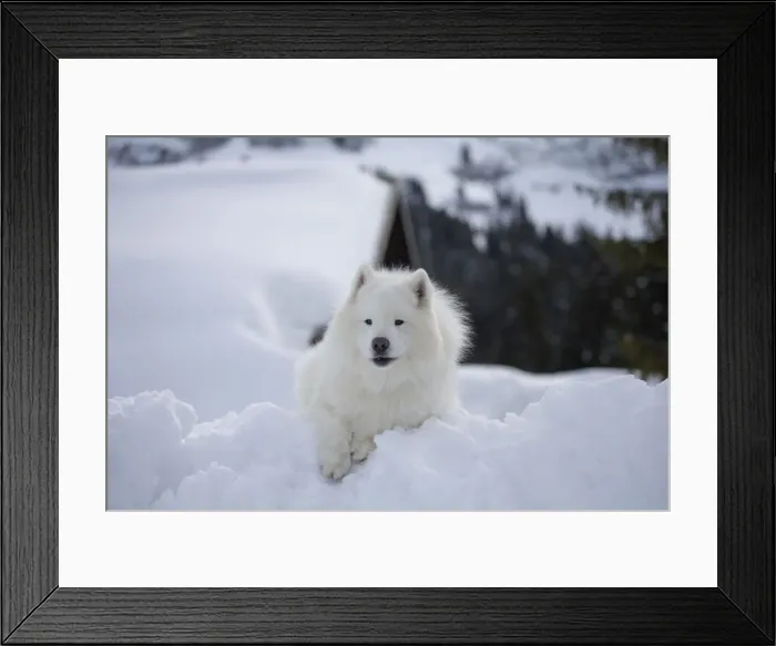 Framed Print : Picture No. 12010689 Framed Print : Picture No. 12010689
