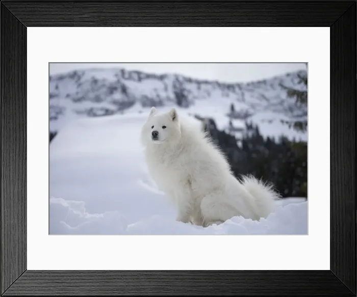 Framed Print : Picture No. 12010690 Framed Print : Picture No. 12010690