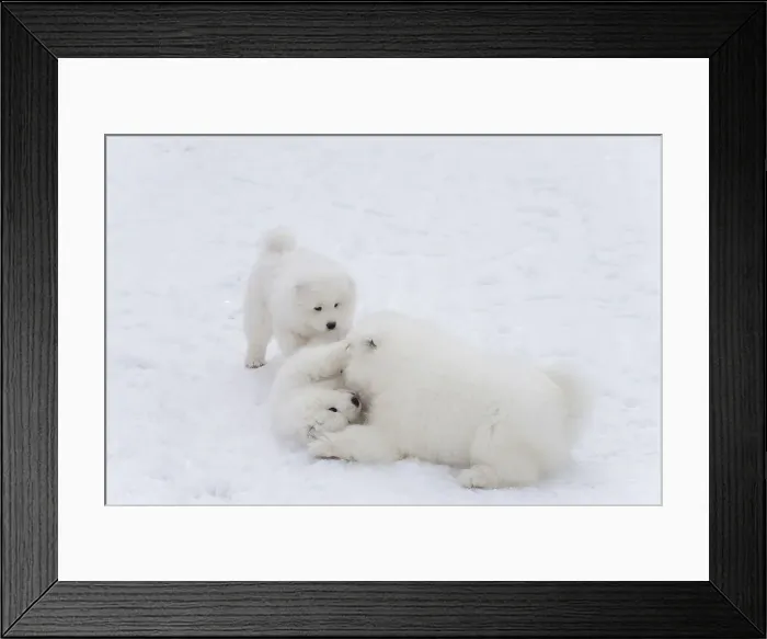 Framed Print : Picture No. 12010691 Framed Print : Picture No. 12010691