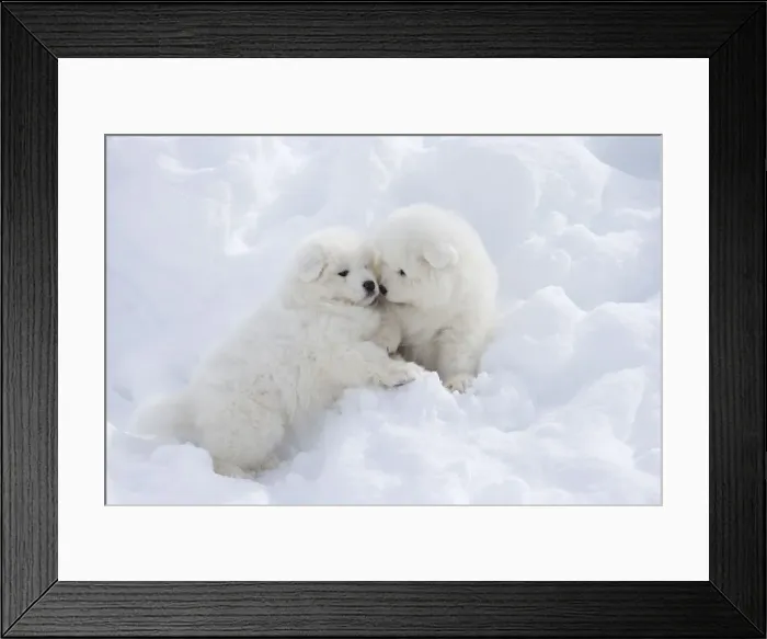 Framed Print : Picture No. 12010693 Framed Print : Picture No. 12010693