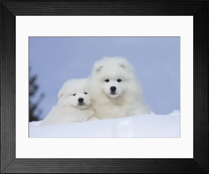Framed Print : Picture No. 12010696 Framed Print : Picture No. 12010696