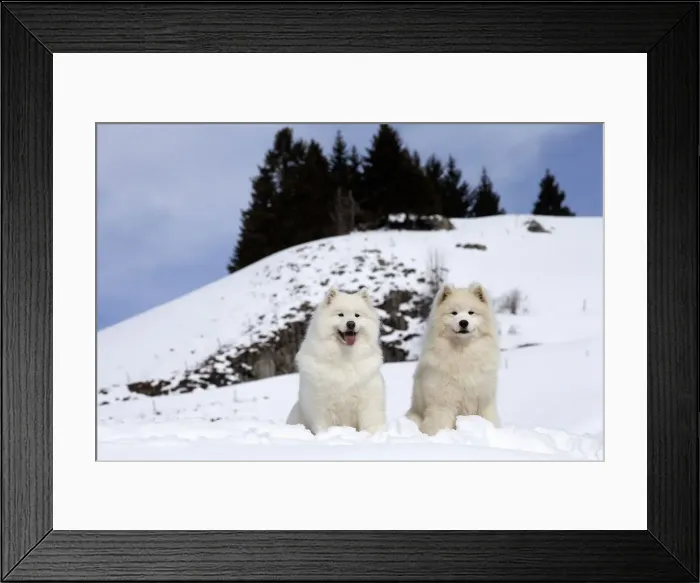Framed Print : Picture No. 12010695