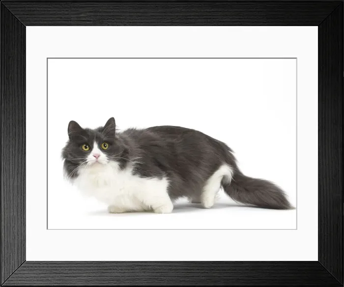 Framed Print : Picture No. 12010698 Framed Print : Picture No. 12010698