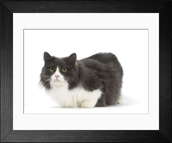 Framed Print : Picture No. 12010699