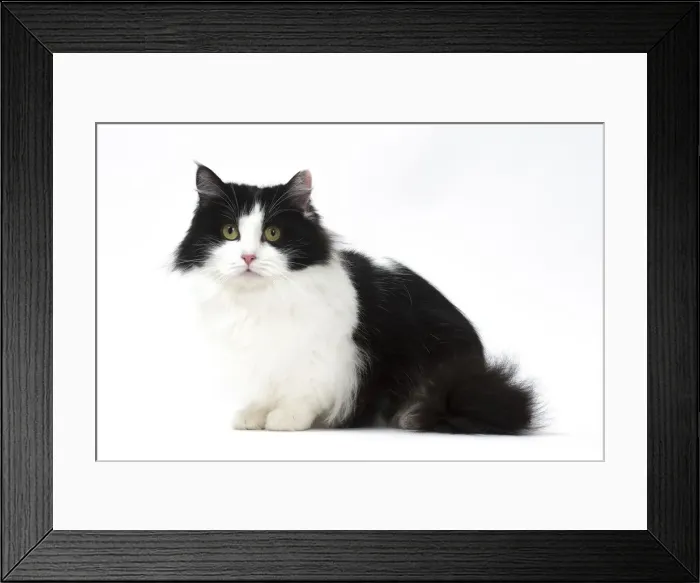 Framed Print : Picture No. 12010700 Framed Print : Picture No. 12010700