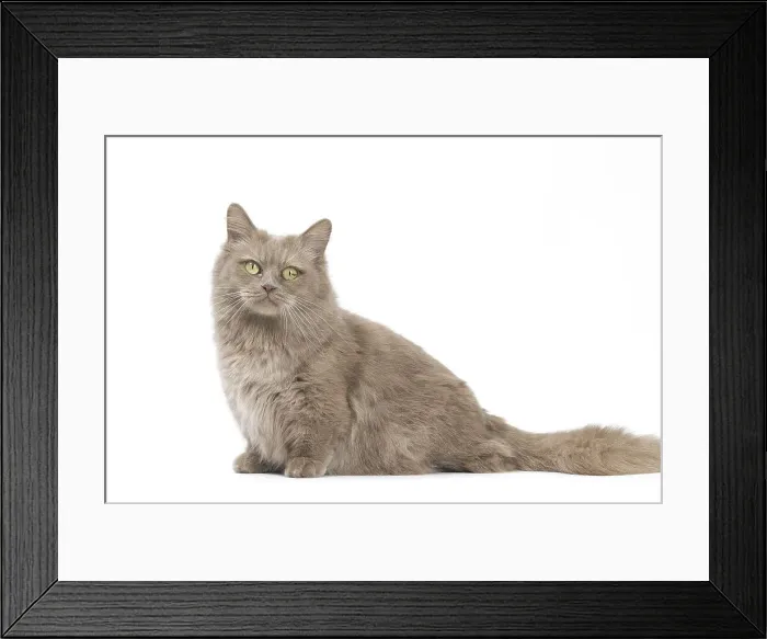 Framed Print : Picture No. 12010701 Framed Print : Picture No. 12010701