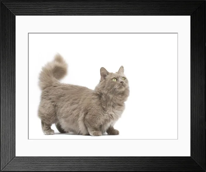 Framed Print : Picture No. 12010702 Framed Print : Picture No. 12010702