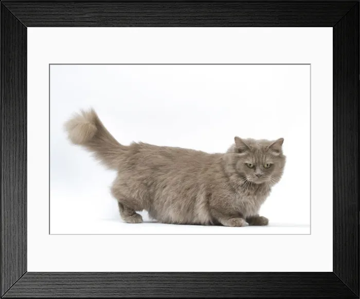 Framed Print : Picture No. 12010703 Framed Print : Picture No. 12010703