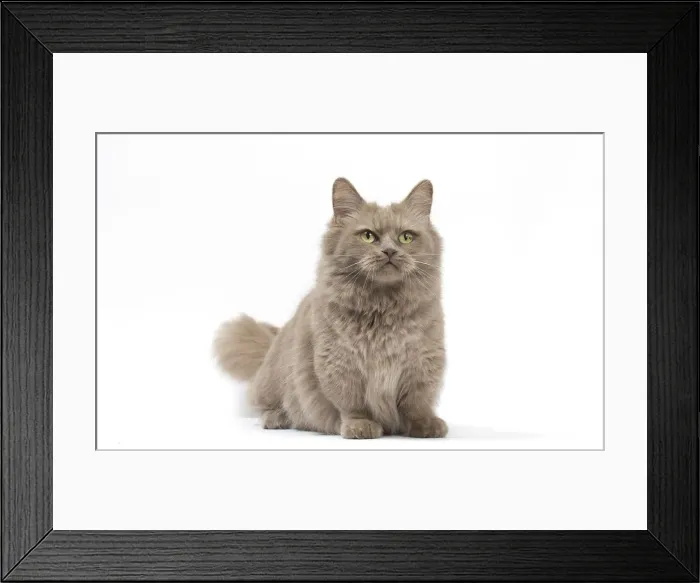 Framed Print : Picture No. 12010704 Framed Print : Picture No. 12010704