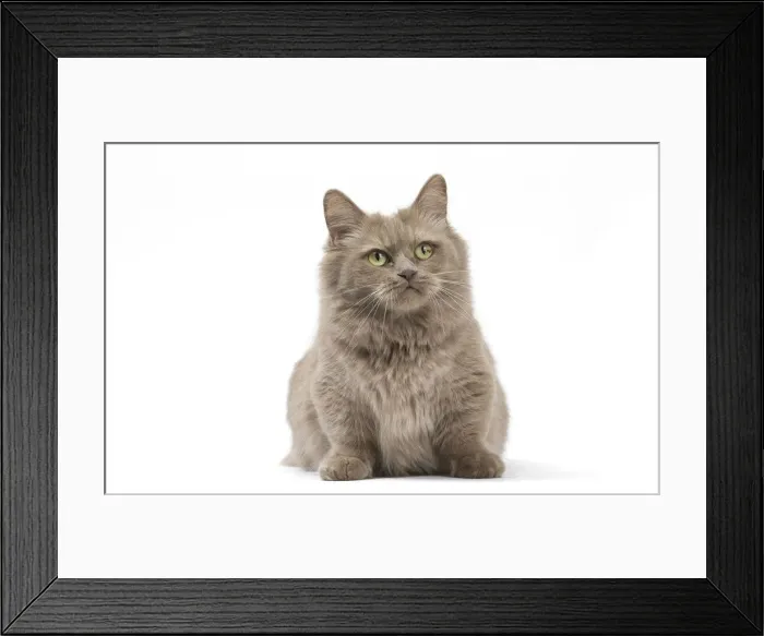 Framed Print : Picture No. 12010705 Framed Print : Picture No. 12010705