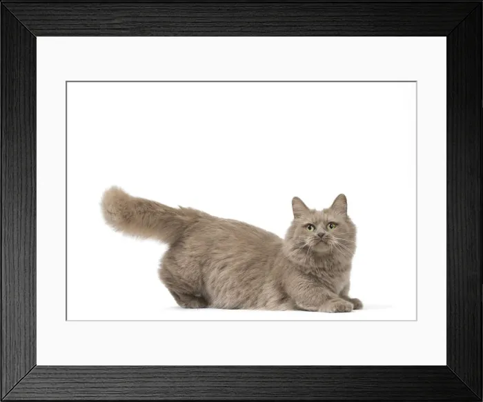 Framed Print : Picture No. 12010706 Framed Print : Picture No. 12010706