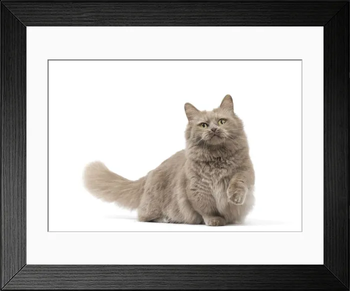 Framed Print : Picture No. 12010707 Framed Print : Picture No. 12010707