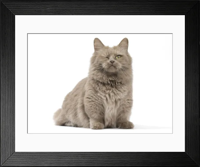 Framed Print : Picture No. 12010708 Framed Print : Picture No. 12010708