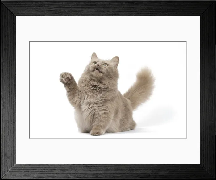 Framed Print : Picture No. 12010709 Framed Print : Picture No. 12010709
