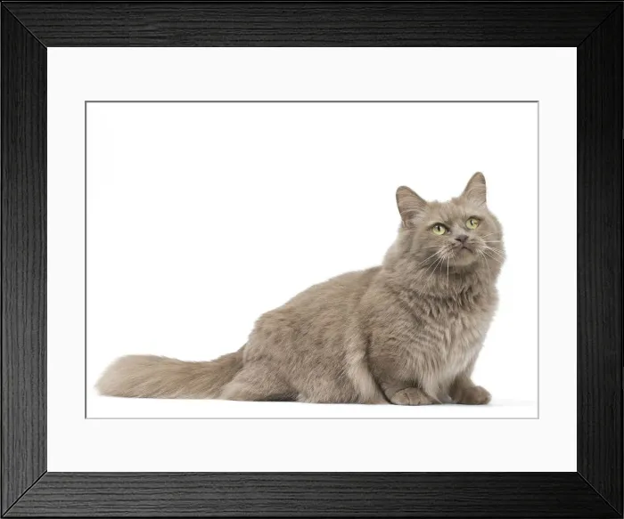 Framed Print : Picture No. 12010710 Framed Print : Picture No. 12010710